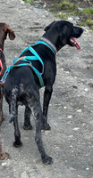 VIP Dogwear R-sele Turkis